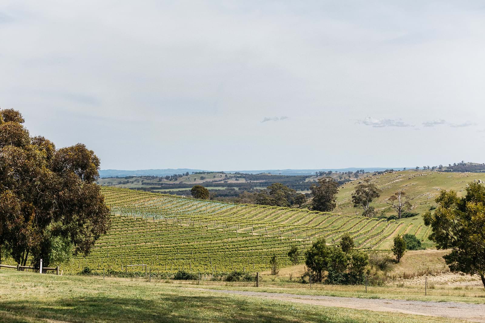 Granite Hills Vineyard