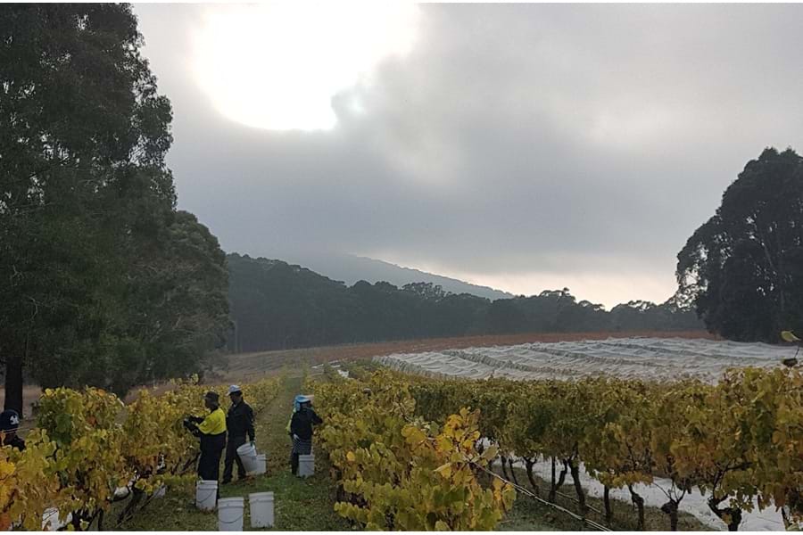 Lanes End Vineyard