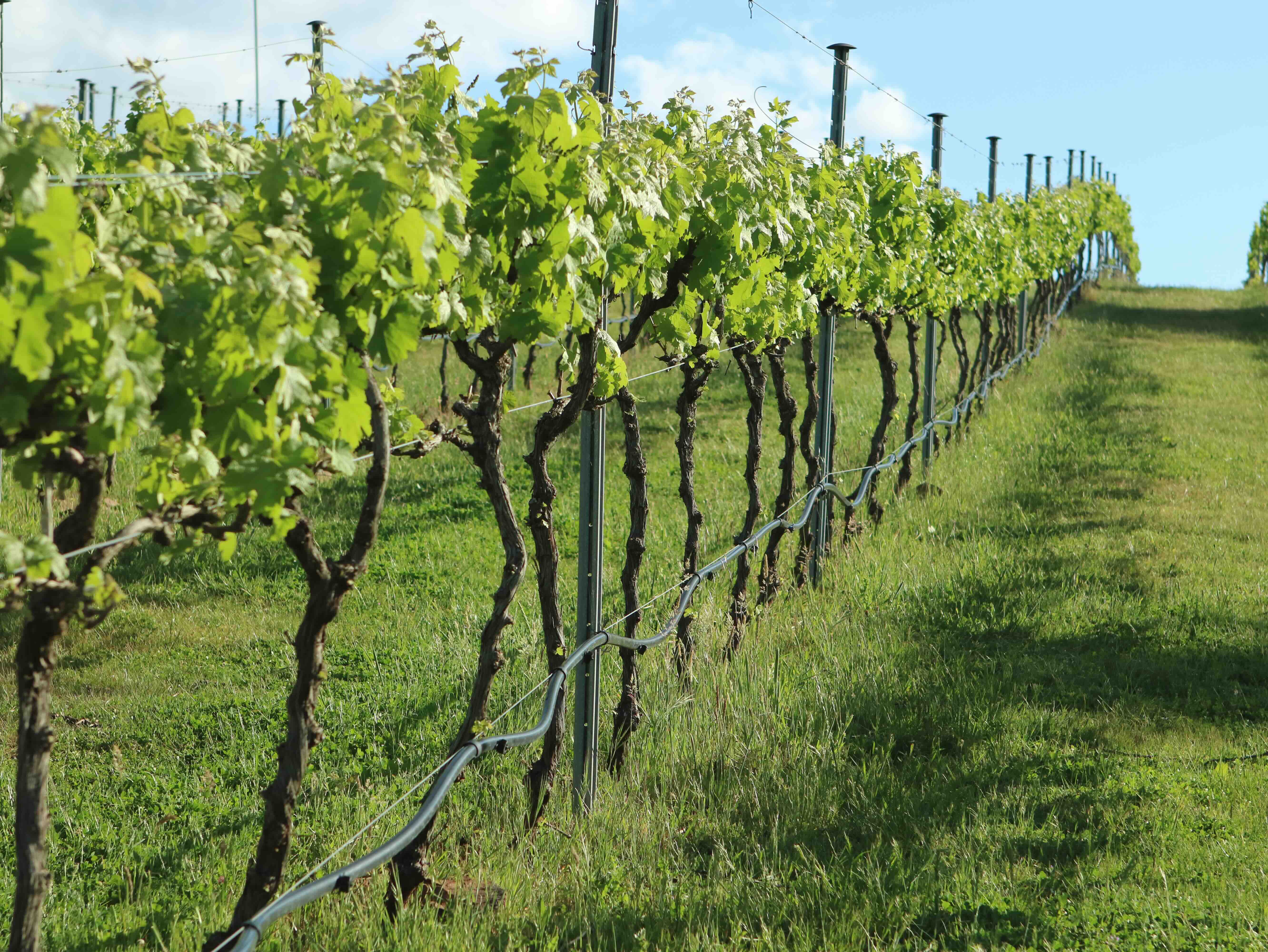 Limestone Track Vineyard