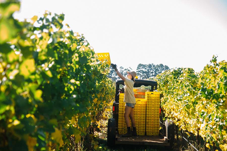 Shadowfax Wines